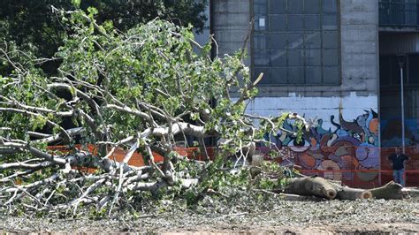 Via Treves Alberi Abbattuti Per Far Posto Al Posteggio Del Palazzetto