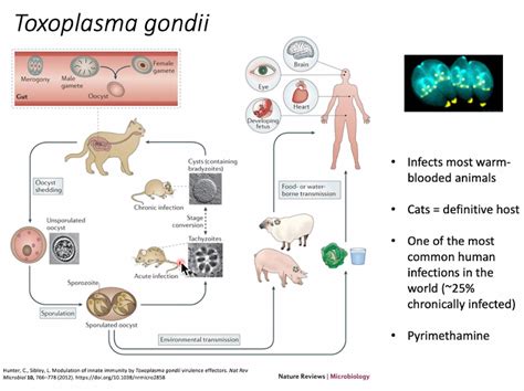 Entamoeba Histolytica Life Cycle Ppt