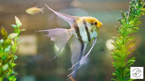 Angelfish Care Amazing Facts Angelfish For Beginners