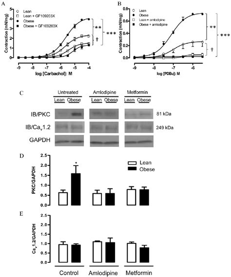 Contractile Responses To Carbachol A And Phorbol Dibutyrate