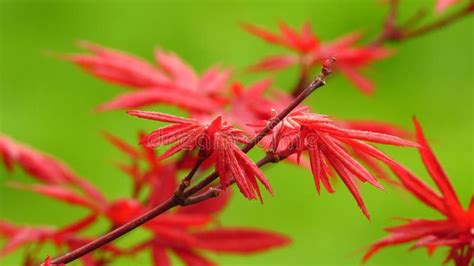 Ribbon Leaf Japanese Maple Red Japanese Maple Tree Against Bright Green Background Wallpaper