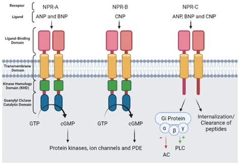 JCDD Free Full Text PDE Mediated Cyclic Nucleotide Compartmentation