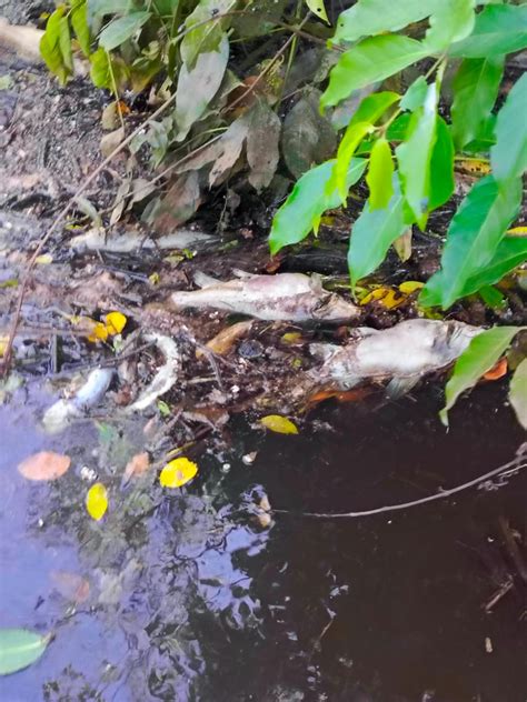 Dewan Soroti Pencemaran Sungai Tunan Kub Lestari Tunan Keluhkan Banyaknya Ikan Mati Lingkaran