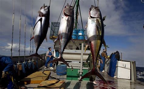 O Farol Barco Japon S Domina Pesca De Atum Em Guas Do Brasil