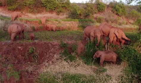 Eat And Drink Play Hi Want To Go Homethe Yunnan Elephant Herd Continues To Migrate South