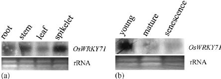 Spatial And Developmental Expression Patterns Of OsWRKY71 Transcript