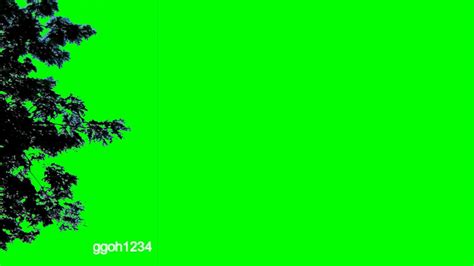 Royalty FREE Swaying Tree Branches Under Mild Wind In Green Screen