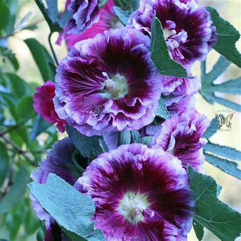 Hollyhock Seeds | 26 Hollyhocks | Perennial Flower Seeds