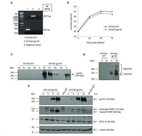 In Vitro Characterization Of Nyvac Gp And Vsv Gp Gp Recombinant