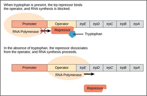 Tryptophan (Trp) Operon