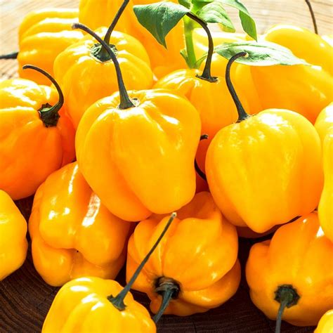 Papryka Yellow Habanero nasiona kolekcjonerskie Mikołów Kup teraz