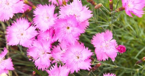 57 Different Perennial Plants For Hardiness Zone 3