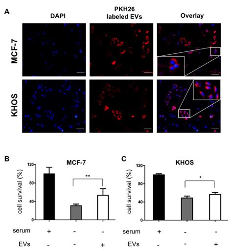 HMSCs Derived EVs Are Internalize By Cancer Cells And Support Cell