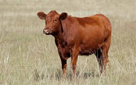 10 Scottish Cattle Breeds with Pictures | Farming Base