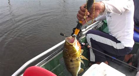 Pesca Esportiva Na Represa De Balbina Am Ilha Do Jeff Em Mar O De