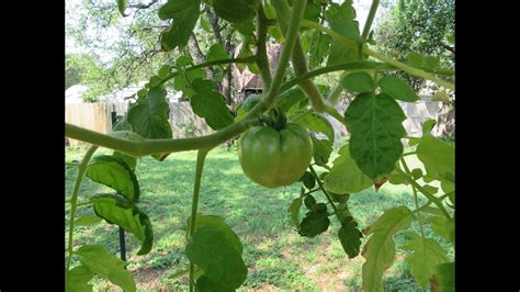 Topsy Turvy Tomato Planter One Month Follow Up Youtube