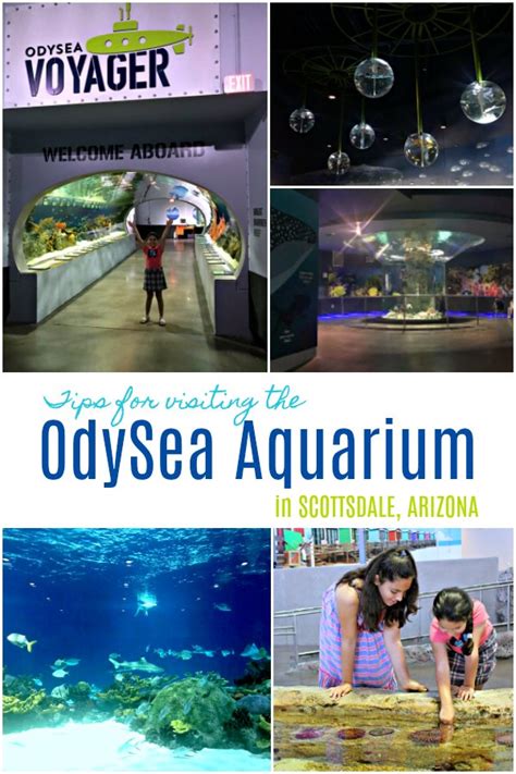 Tips Visiting The Odysea Aquarium In Scottsdale Arizona