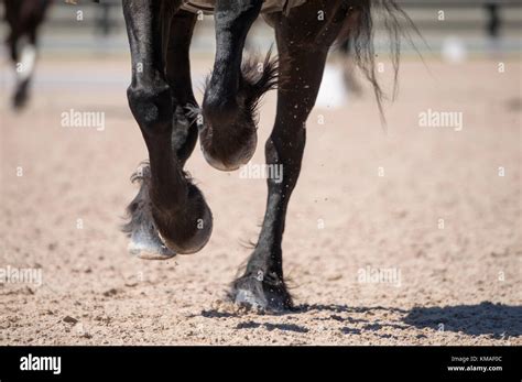 Close Up Friesian Horse Hooves Gallop On Arena Surface Stock Photo Alamy