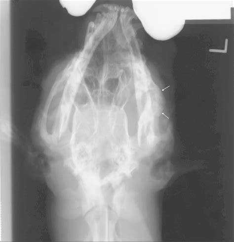 Ventro Dorsal Skull Radiographs Of A Mandibulozygomatic Synostosis In A