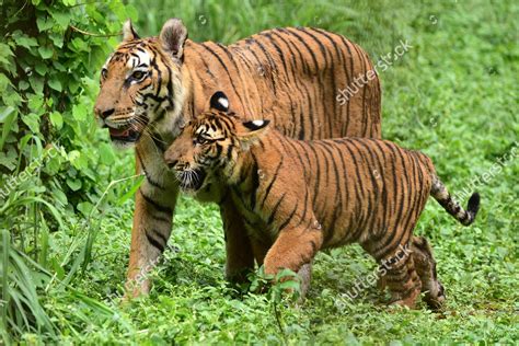 Tigress Pictured Her Cub Enclosure Assam Editorial Stock Photo - Stock ...