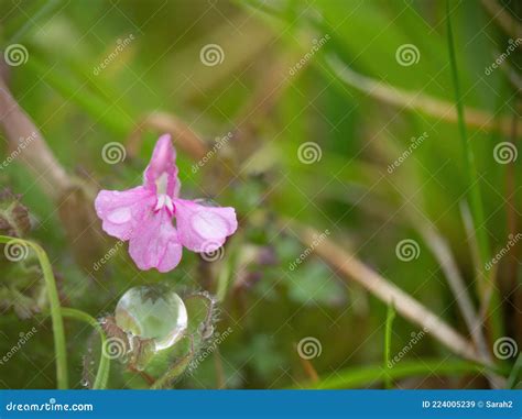 Common or Small Lousewort - Pedicularis Sylvatica Macro, after Rain. Parasitic Plant. Stock ...