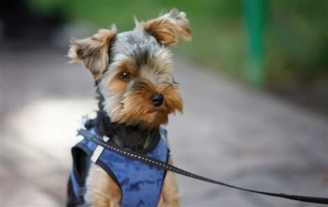 5 Best Retractable Dog Leash For Small Dogs — Our Top Picks ...