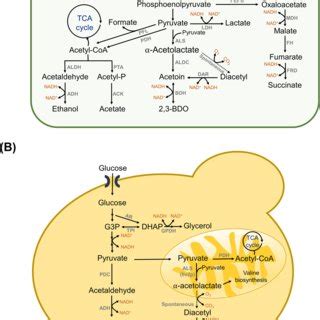 Overview Of Bdo Biosynthetic Pathways In A Bacteria And B Yeast