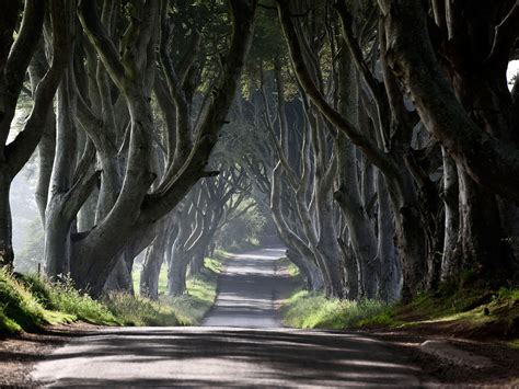 Game of Thrones' tree shortlisted for 'Tree of the Year' | The