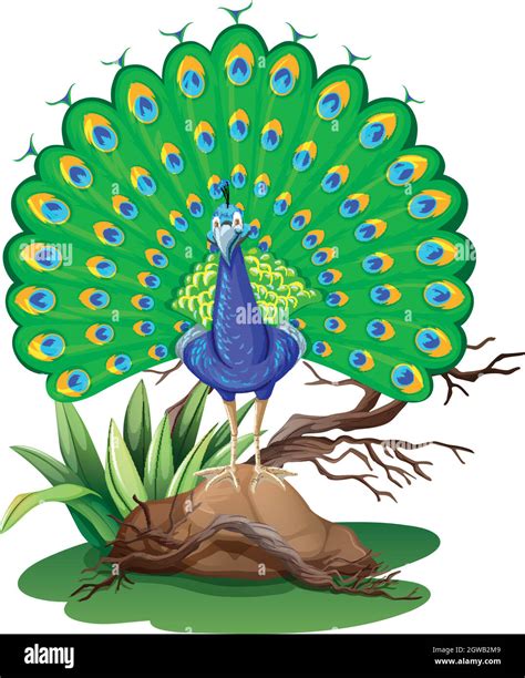 Rock Peacock Stock Vector Images Alamy