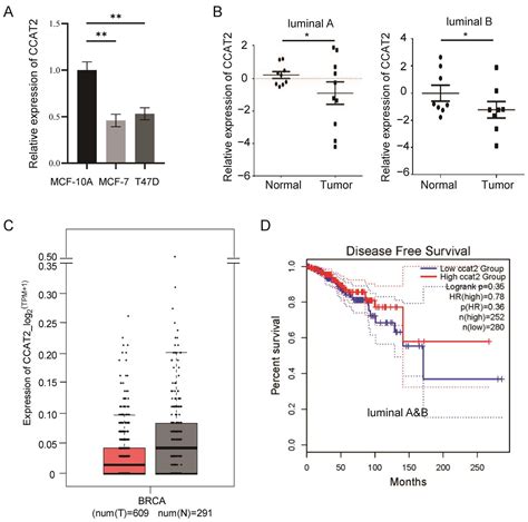 Cancers Free Full Text Dual Function Of Ccat2 In Regulating Luminal