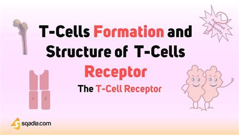 The T-Cell Receptor - T-Cell Formation and Structure of T-Cell Receptor