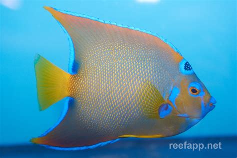 Holacanthus ciliaris (Queen angelfish)