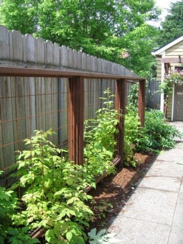 22 Raspberry Trellis Ideas Raspberry Trellis Growing Raspberries Raspberry Plants