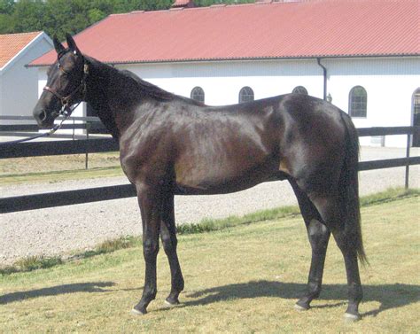 Dancer Brodde Yearling Sale Partnerauktion Travera Nu