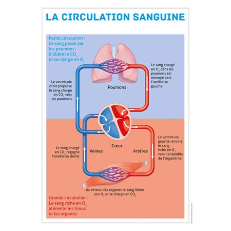 Comment Le Sang Circule T Il Dans Notre Corps Site Des Cm2