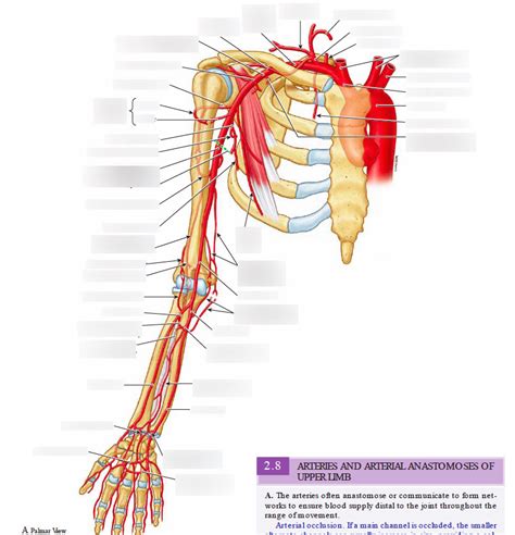 Thoracodorsal Artery Anatomy