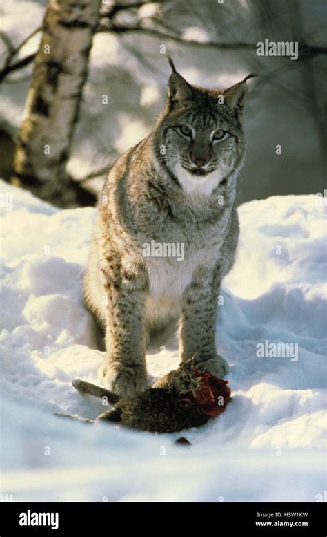 Eurasian Lynx Lynx Lynx Stock Photo Alamy