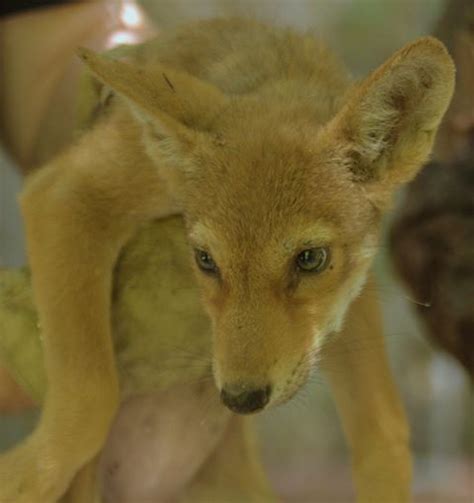 Action Needed For Red Wolves Please Contact Usfws And Let Them Know