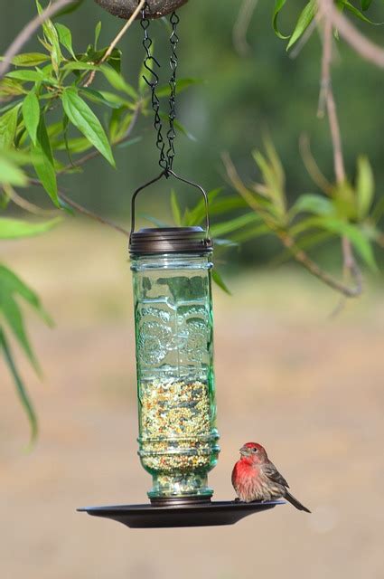 Kuş Besleyici House Finch Pixabay de ücretsiz fotoğraf Pixabay