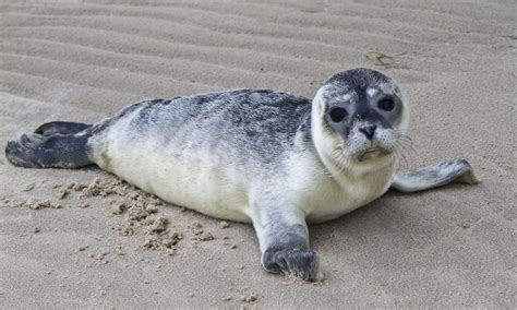 Nicht Anfassen Nachwuchs Bei Den Seehunden