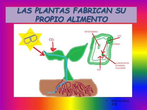 Cosas de niños para la escuela LAS NUTRICIÓN DE LAS PLANTAS POR MAURO