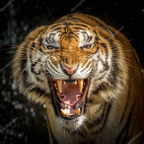 Tiger Face Roaring — Stock Photo © preechasi2002@gmail.com #185381842