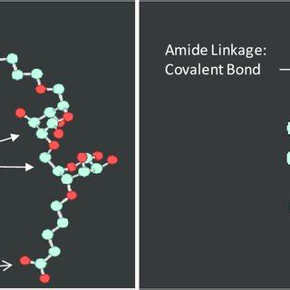 Schematic Representation Of Biopolymer Cross Linking At An Amine Group