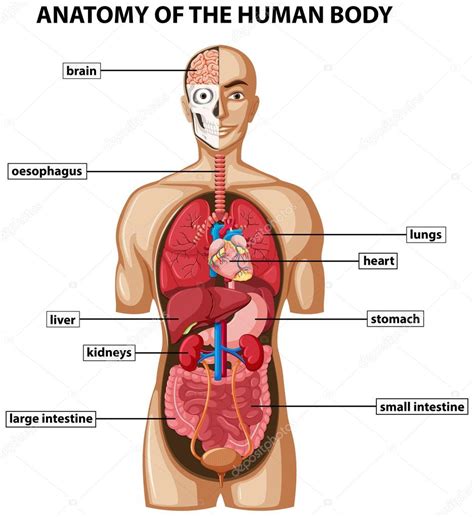 Diagrama Mostrando A Anatomia Do Corpo Humano Nomes Imagem Vetorial