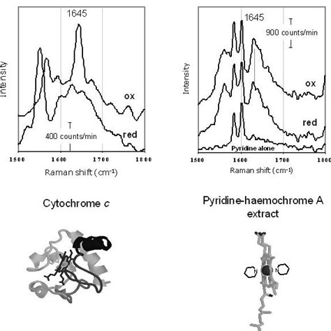 Raman Spectra In The Oxidized And Reduced State Of Cytochrome C A And