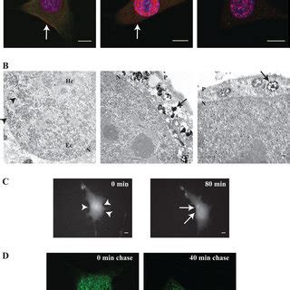 Nucleo Cytoplasmic Shift Of Il Is Dependent On The Nuclear Pore