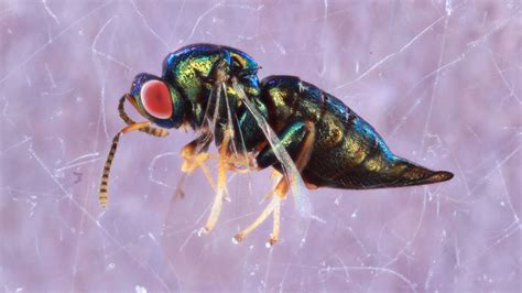 Surprise! Sixteen tiny wasp species found masquerading as one