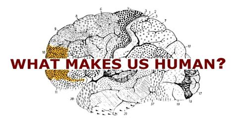 Re What Is It About The Human Brain That Makes Us Smarter Than Other