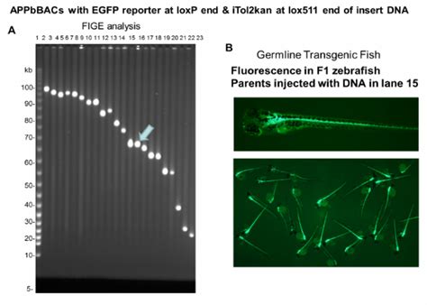 Legend Panel A Fige Analysis Of An Array Of Appb Bacs With Egfp