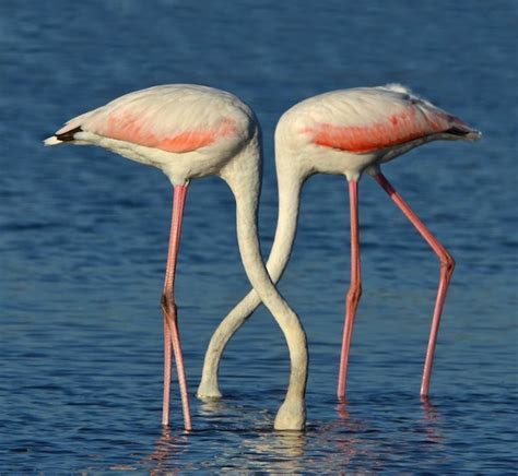 Premium Photo Two Flamingos With Their Heads Together In The Water